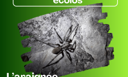 Ils nous gavent ces écolos! L'araignée, t'as pas mieux comme coloc?